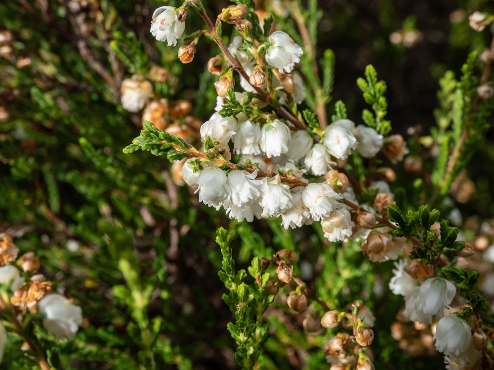 wrzos - Calluna vulgaris - odmiana Alba plena