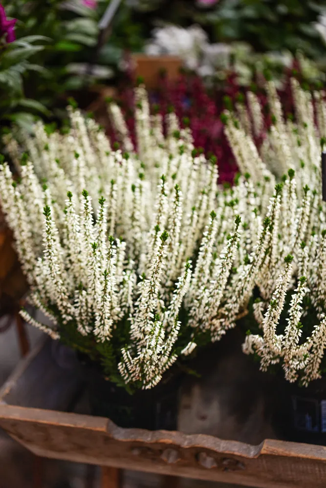 wrzos - Calluna vulgaris - odmiana Long White