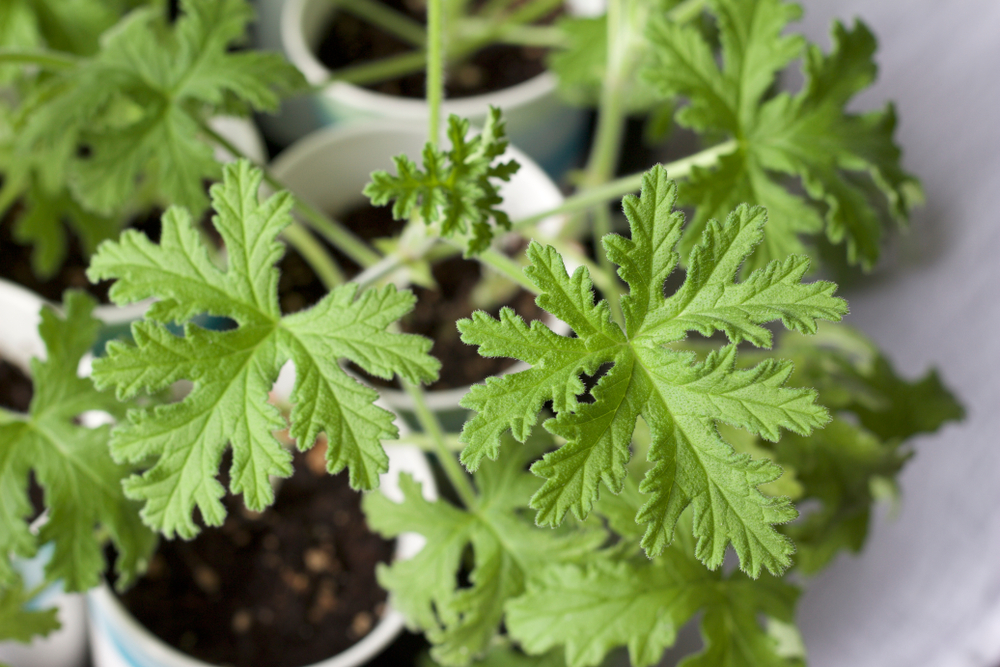 Pelargonium graveolens - pelargonia pachnąca, geranium