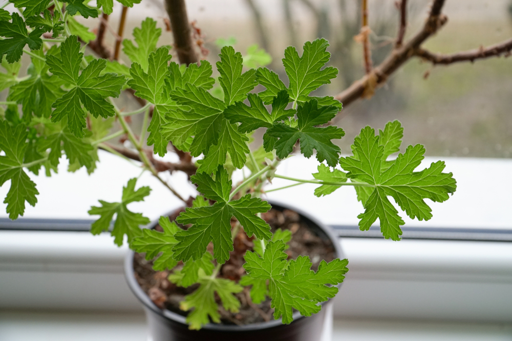 Pelargonium graveolens - pelargonia pachnąca, geranium