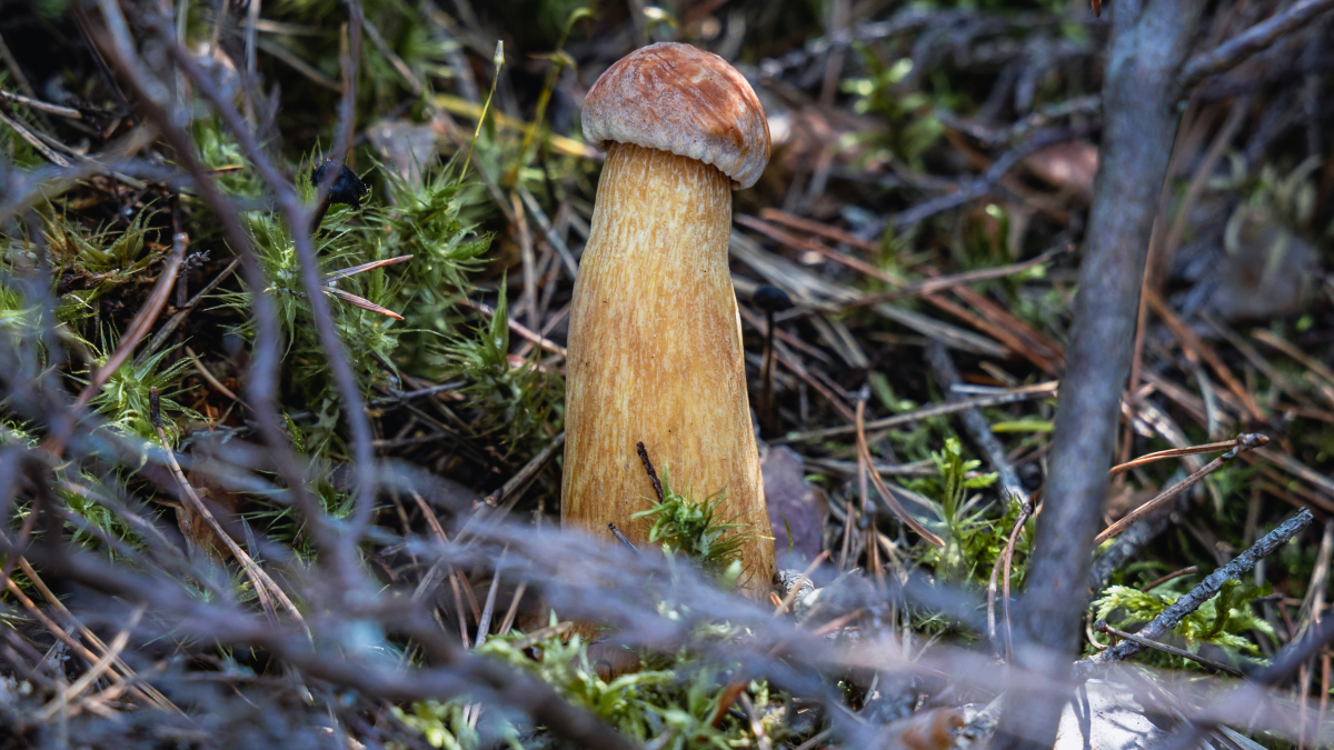 Grzybobranie - bezpieczeństwo, pierwsza pomoc
