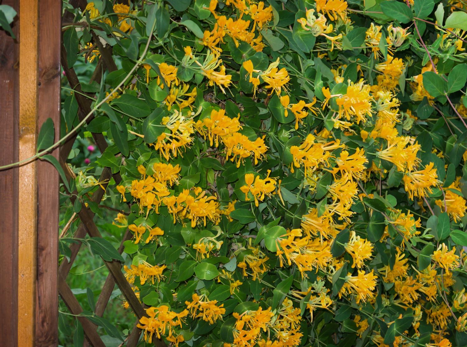 Lonicera caprifolium - wiciokrzew przewiercień