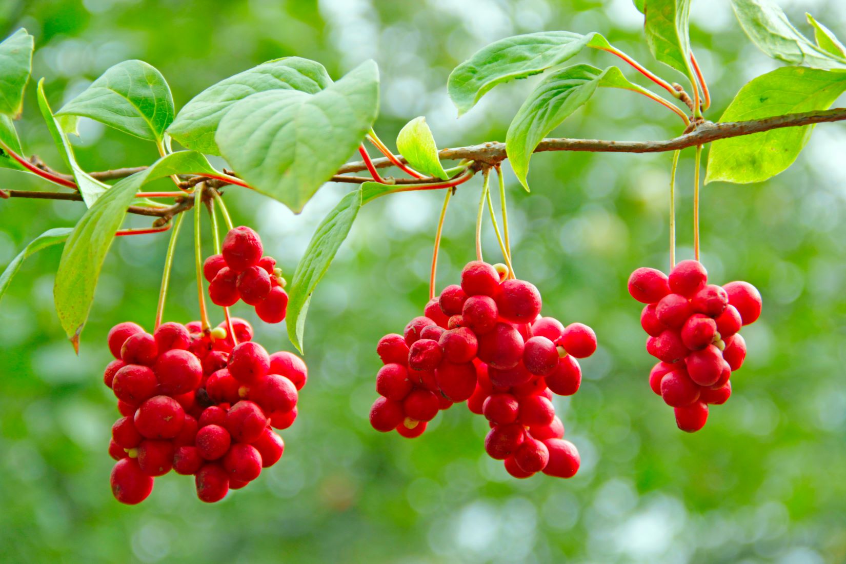 Cytryniec chiński - schisandra chinensis - owoce