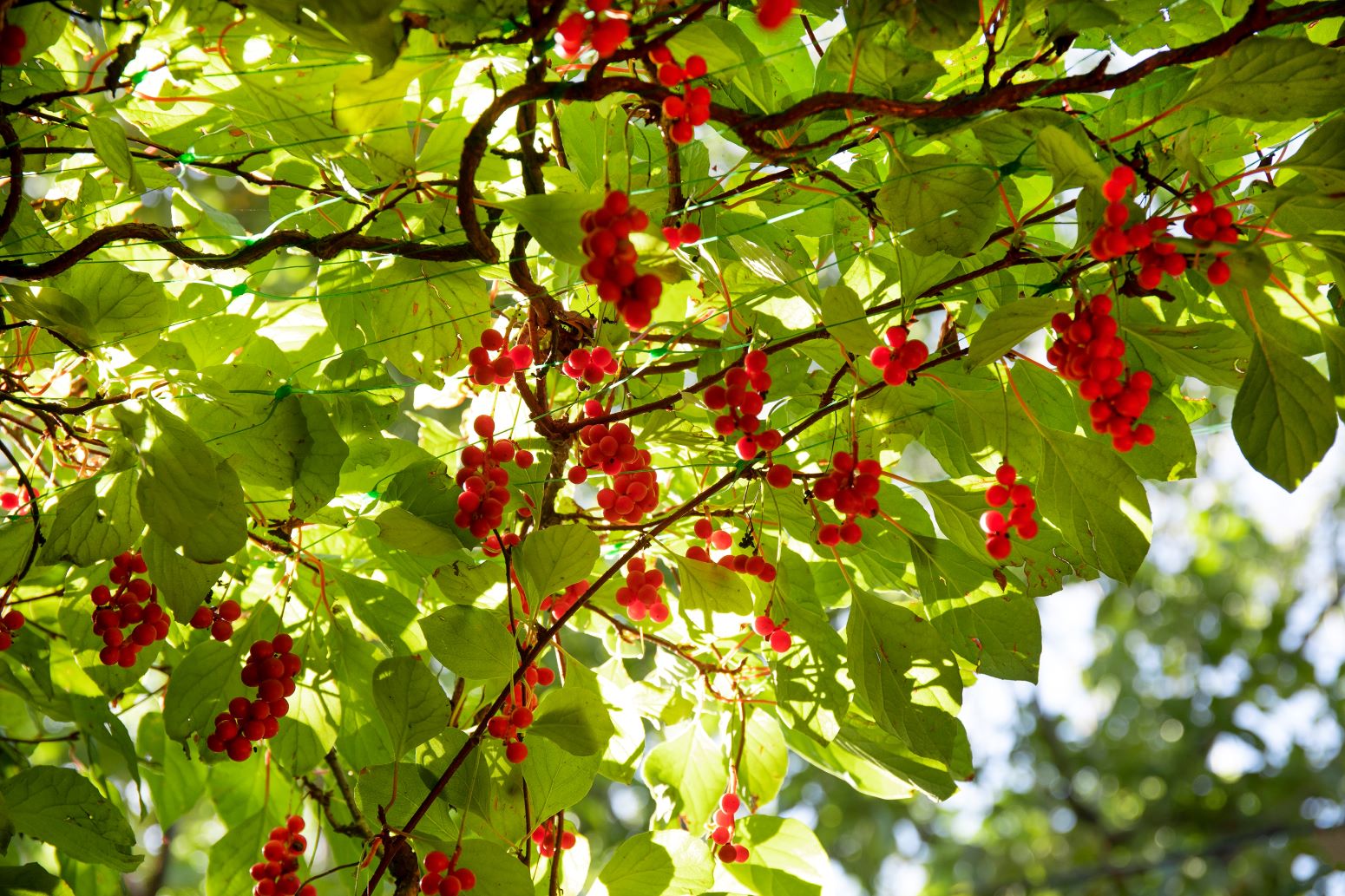 Cytryniec chiński - schisandra chinensis - owoce