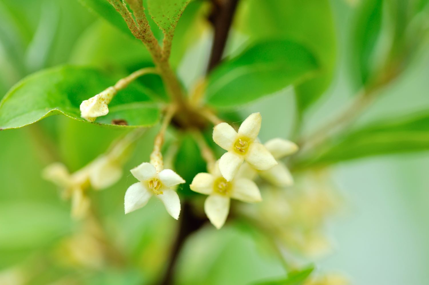 Cytryniec chiński - schisandra chinensis - kwiaty