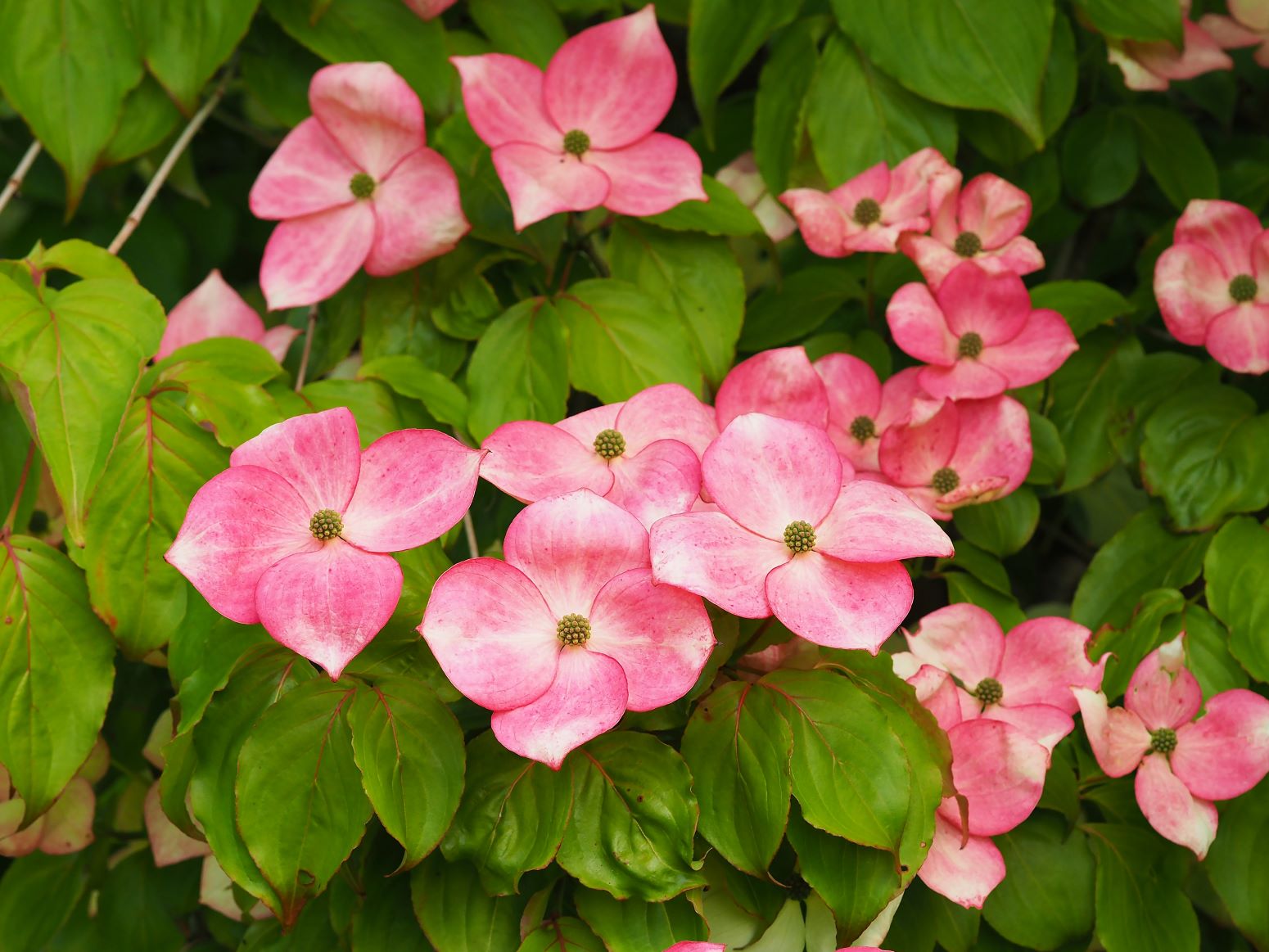 dereń kousa - cornus kousa - odmiana Miss Satomi