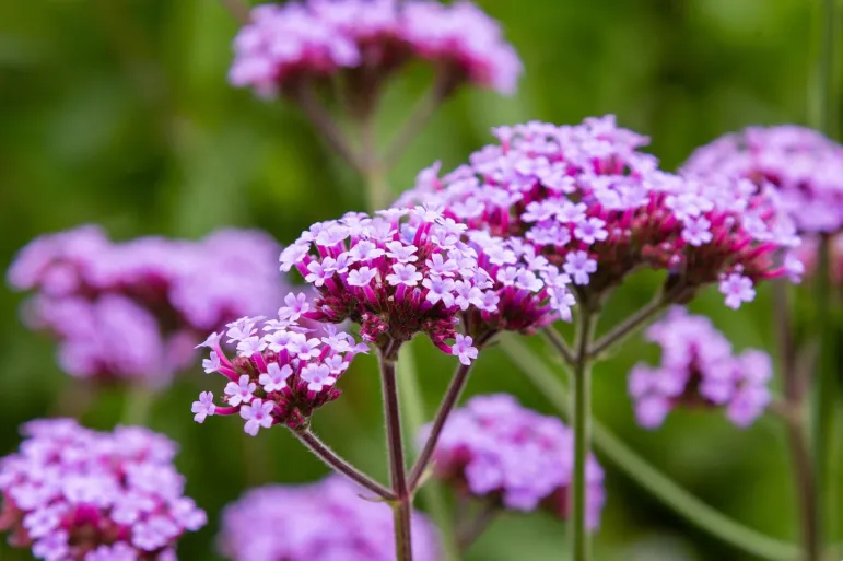 Werbena patagońska - verbena bonariensis