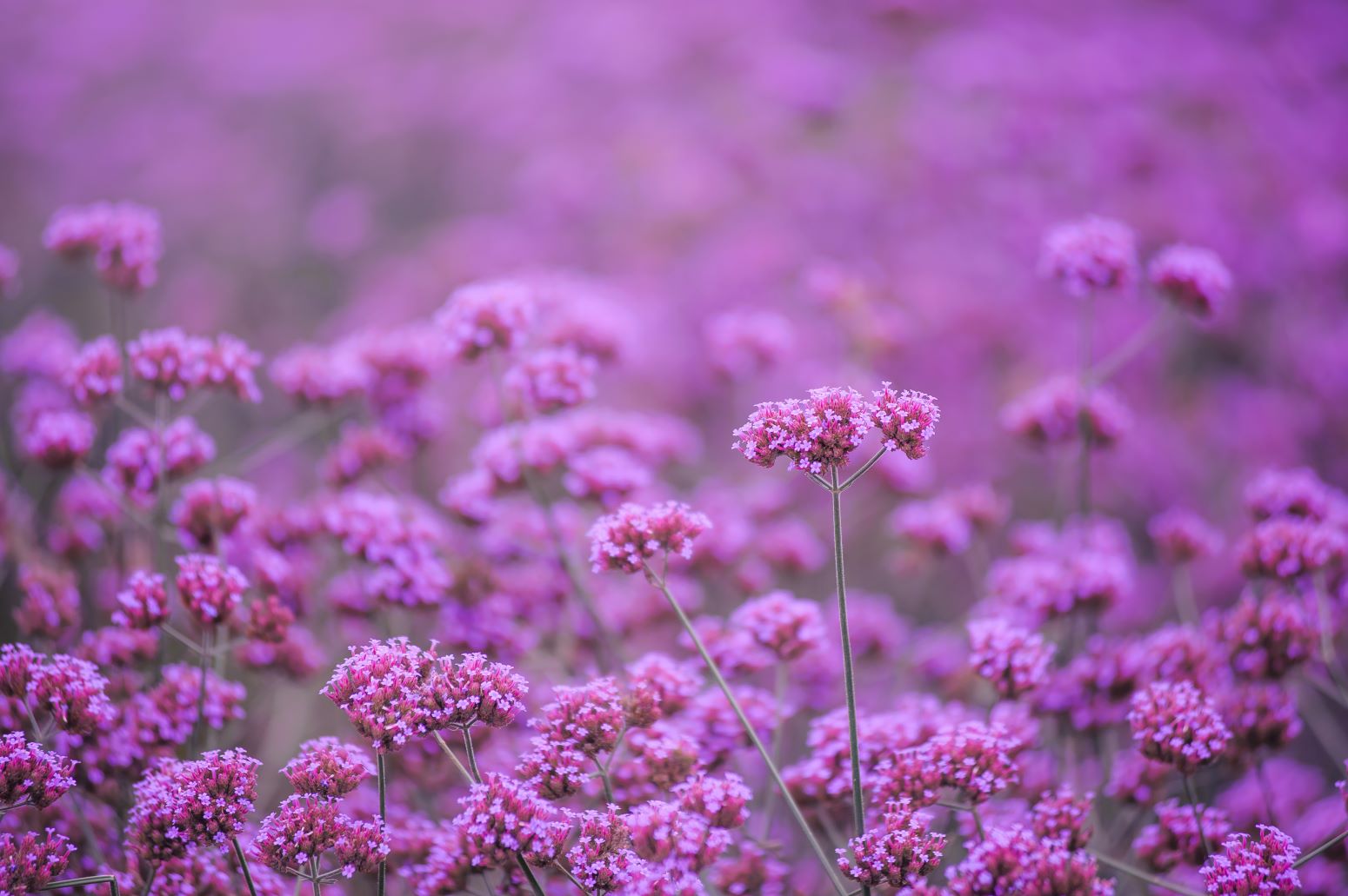 Werbena patagońska - verbena bonariensis - kwiaty