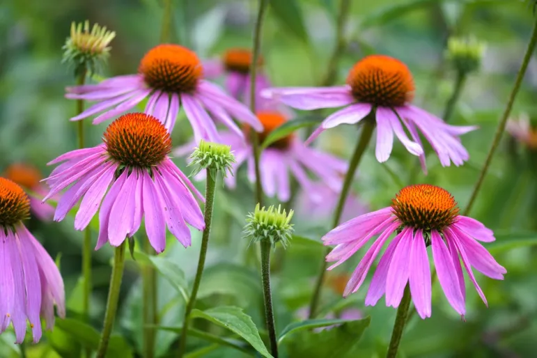 Echinacea purpurea - jeżówka purpurowa