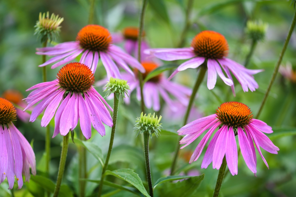 Echinacea purpurea - jeżówka purpurowa