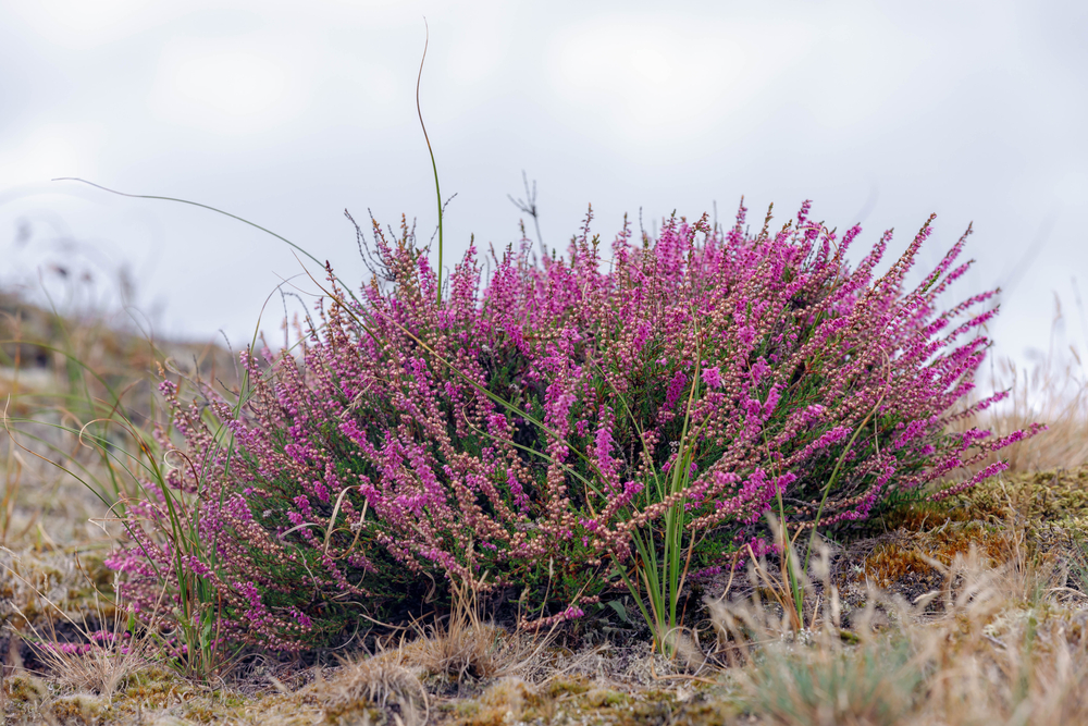 wrzos - Calluna vulgaris - w naturalnym środowisku