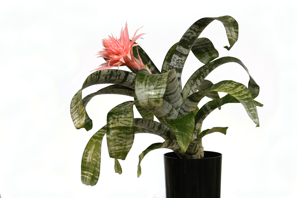 Aechmea fasciata - echmea wstęgowata - w doniczce