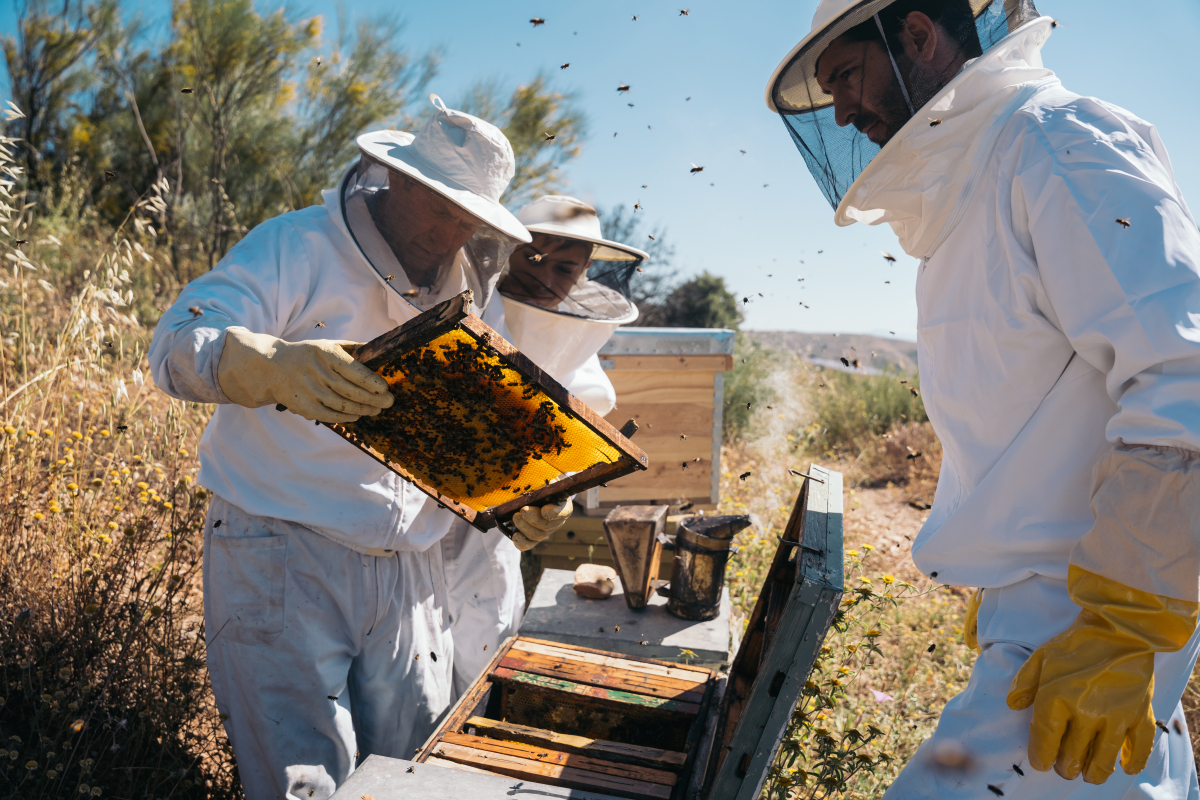 Dopłaty dla pszczelarzy startują 1 kwietnia - 50 zł za każdy ul