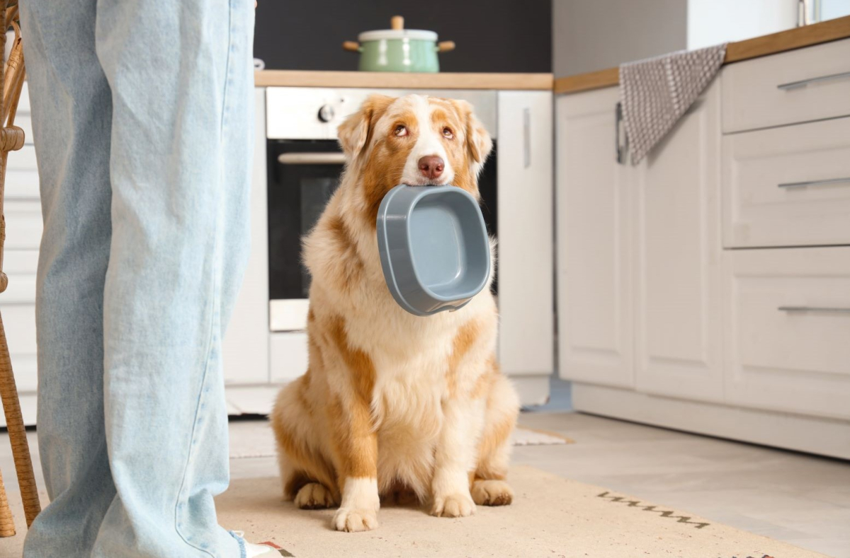 Podatek (opłata) od posiadania psa 2025. Kto nie musi płacić?