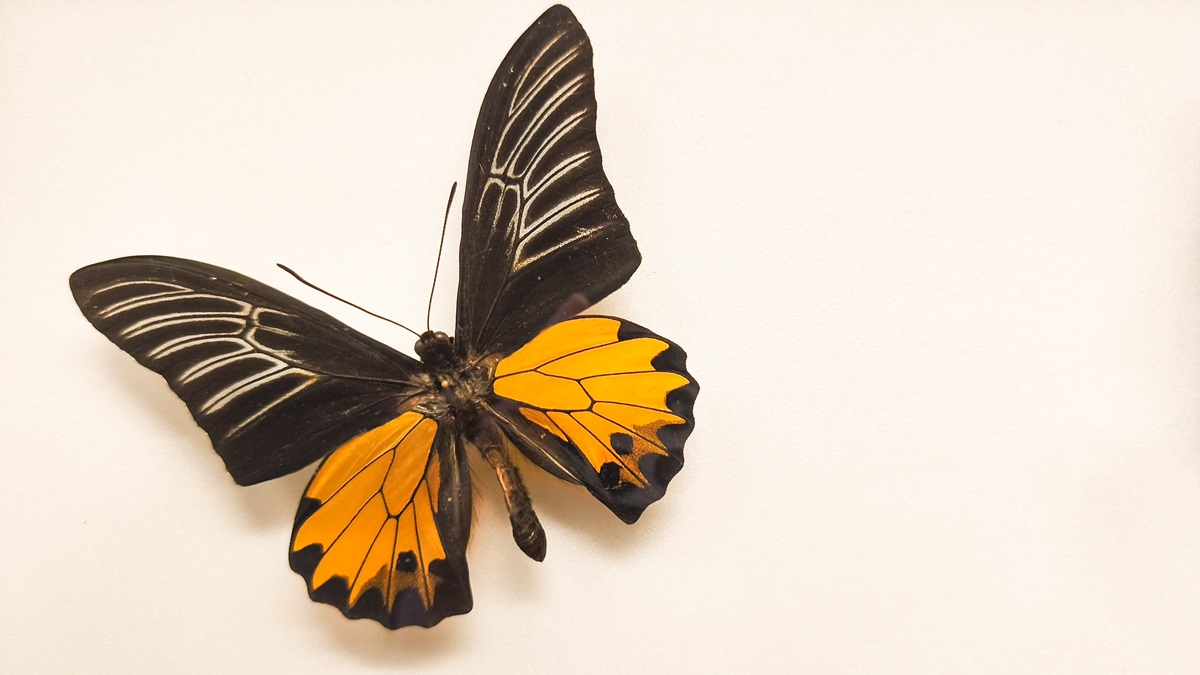 motyl materiały budowlane ogrzewanie