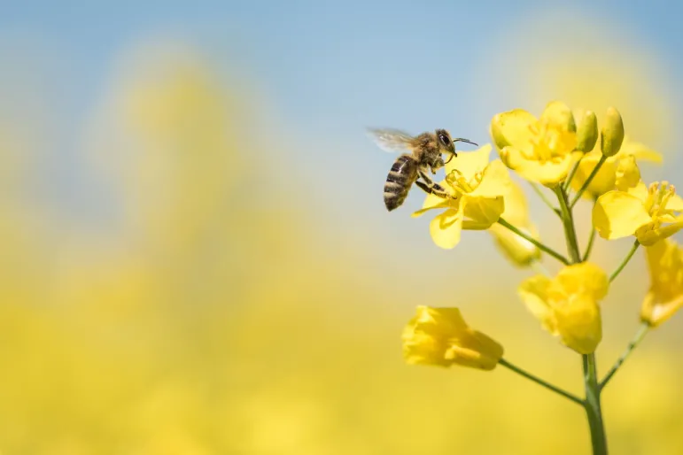 8 sierpnia - Wielki Dzień Pszczół