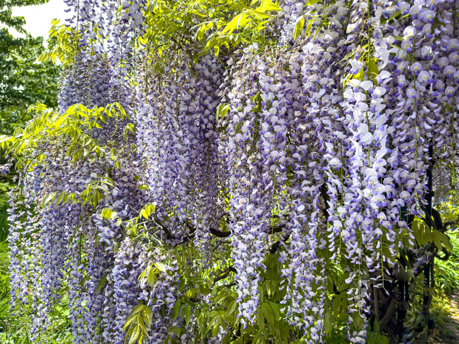 wisteria floribunda - glicynia japońska, kwiecista