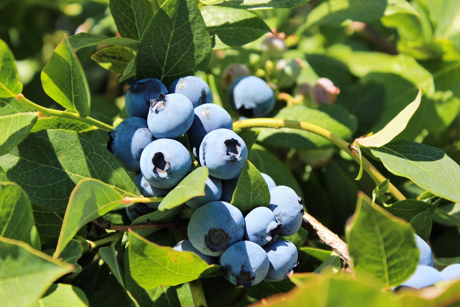 Borówka amerykańska (wysoka) - Vaccinium corymbosum