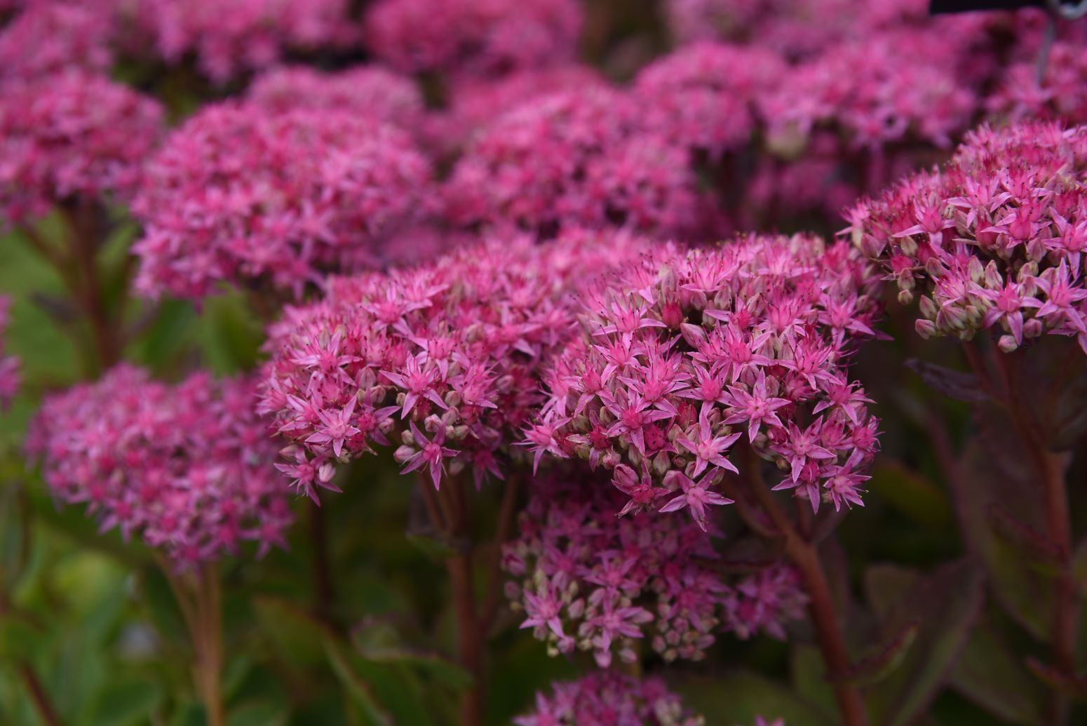 Rozchodnik okazały - Sedum spectabile - - odmiana Carl