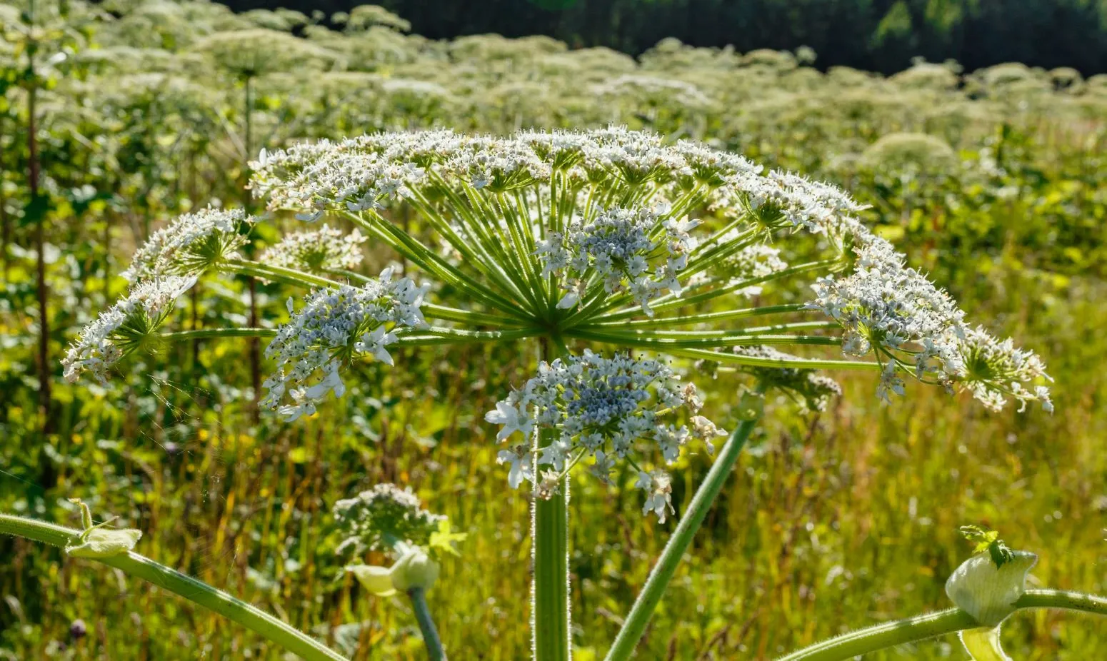 Barszcz Sosnowskiego - heracleum sosnowskyi - kwiat