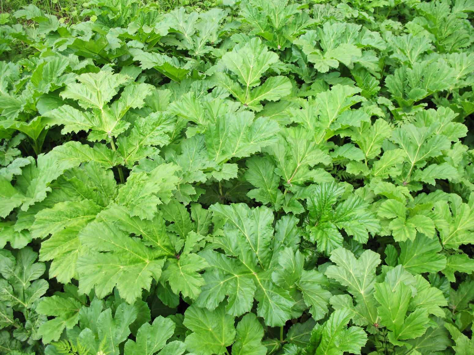 Barszcz Sosnowskiego - heracleum sosnowskyi - liście