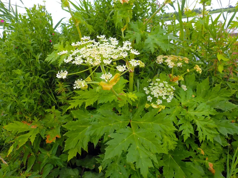 Heracleum Sosnowskyi - Barszcz Sosnowskiego