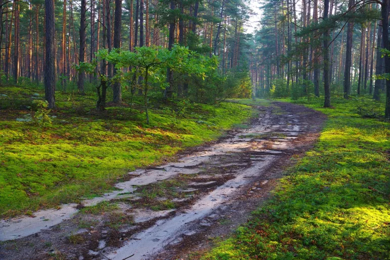 Ministerstwo Klimatu i Środowiska chce zmian w prowadzeniu polowań