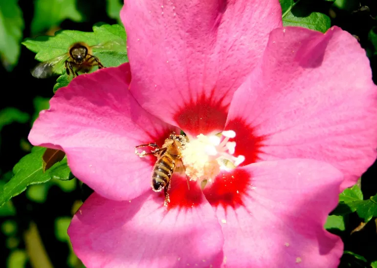 Ketmia syryjska (hibiskus ogrodowy) – uprawa w ogrodzie, odmiany, przycinanie, ochrona przed zimą