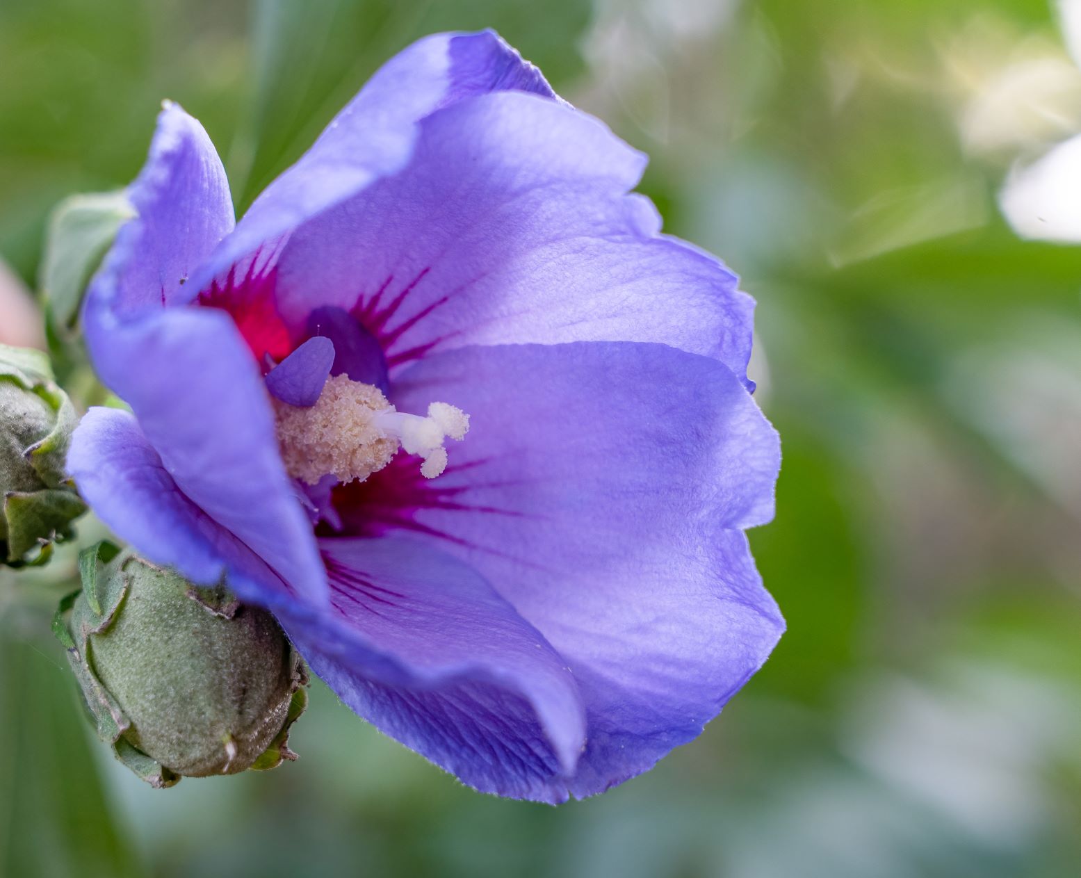 Ketmia syryjska - Hibiscus syriacus - odmiana Marina