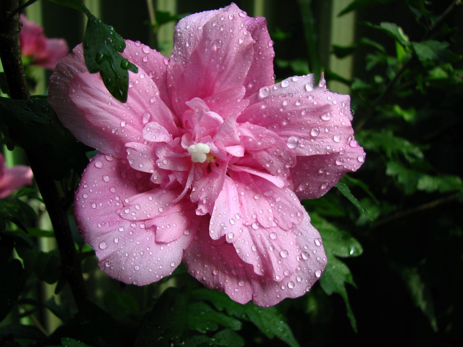 Ketmia syryjska - Hibiscus syriacus - odmiana Ardens