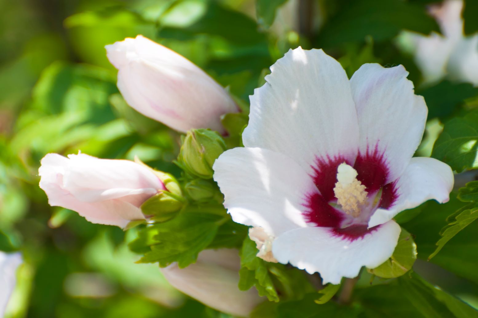 Ketmia syryjska - Hibiscus syriacus - odmiana Hamabo