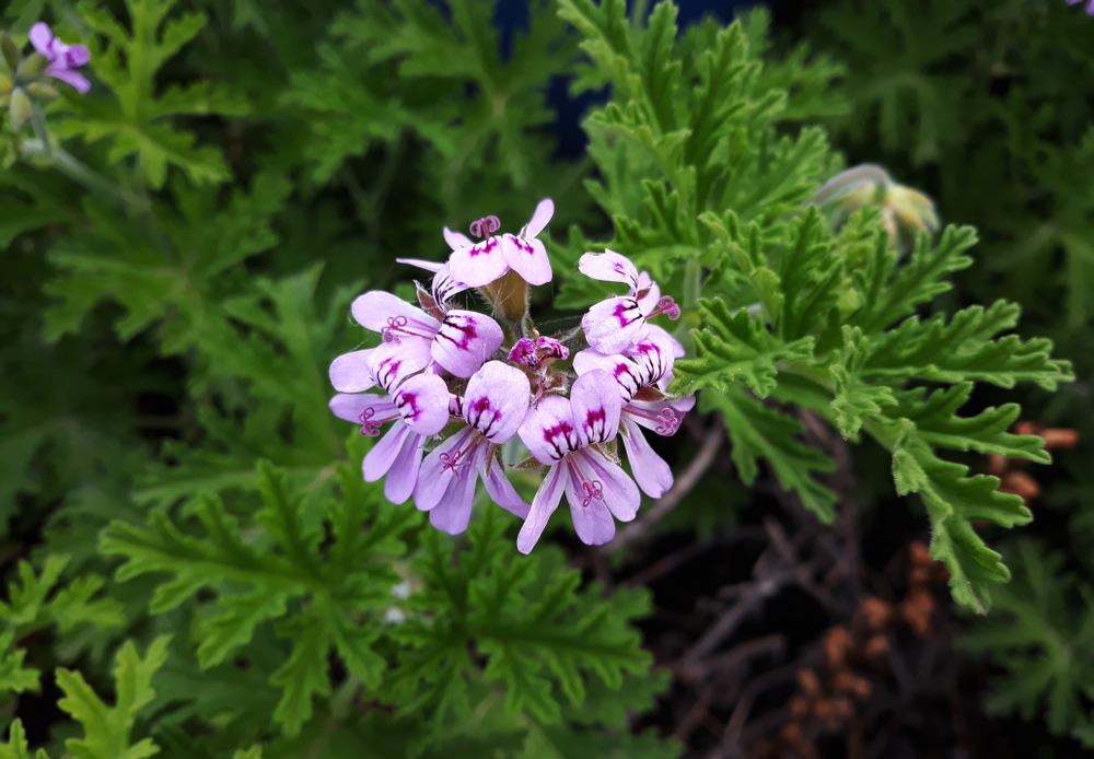 Pelargonium graveolens - pelargonia pachnąca, geranium - kwiaty