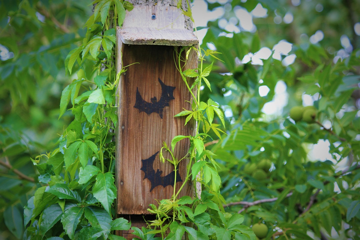 batman w ogrodzie budka dla nietoperzy na komary