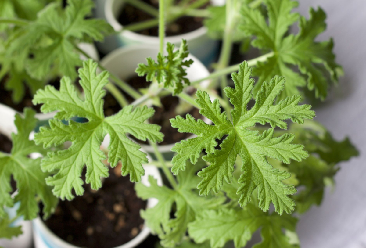 Pelargonium graveolens (pot. geranium, anginka)
