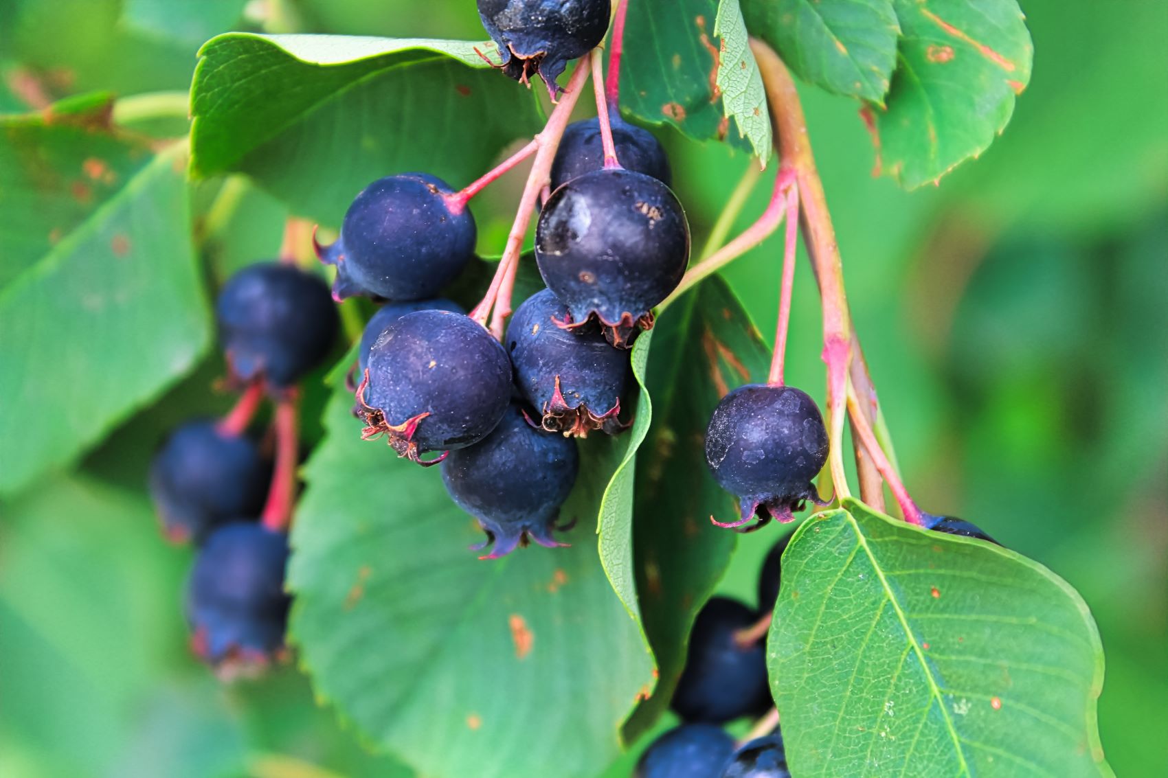 Amelanchier alnifolia - świdośliwa olcholistna owoce