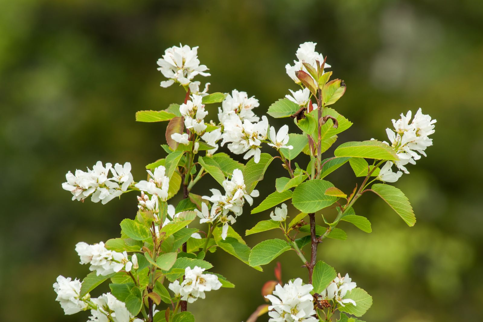 Amelanchier alnifolia - świdośliwa olcholistna - kwiaty