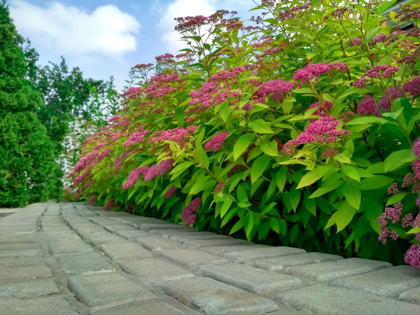 Tawuła japońska - Spiraea japonica - odmiana Goldmound