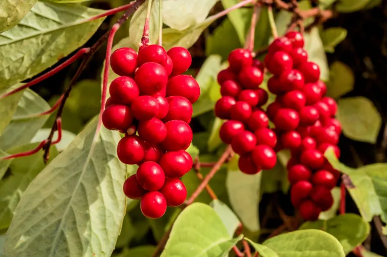 Cytryniec chiński - schisandra chinensis - owoce