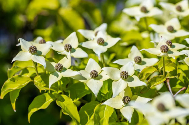 Dereń kousa (cornus kousa) odmiana Milky Way