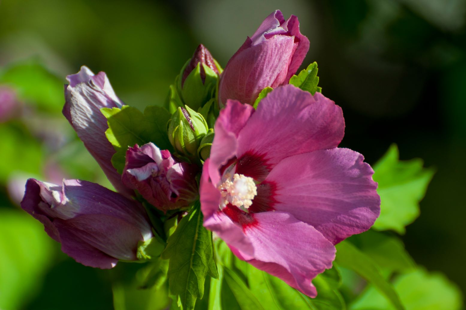 Ketmia syryjska - Hibiscus syriacus - odmiana Woodbridge