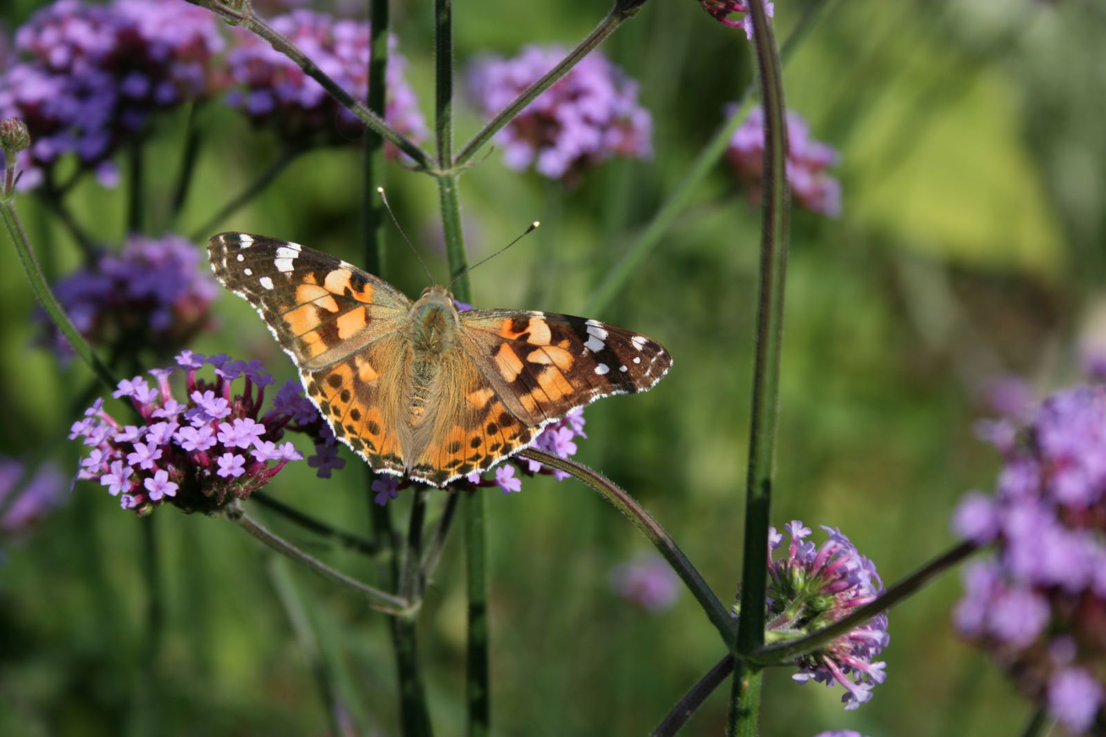 Werbena patagońska - verbena bonariensis - kwiaty, motyl