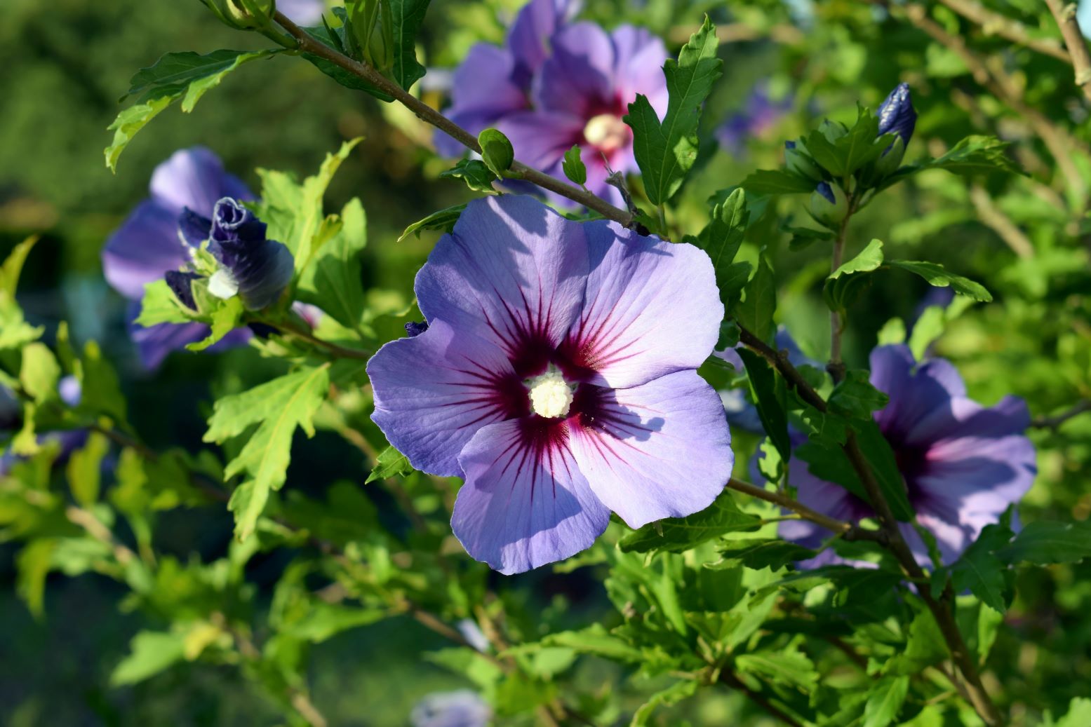 Ketmia syryjska - Hibiscus syriacus - odmiana Blue bird