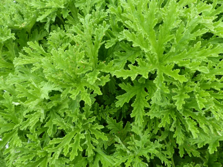 Geranium, anginka (pelargonia pachnąca, pelargonia szorstka) – uprawa w domu, zastosowanie lecznicze