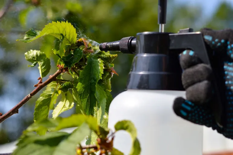 Naturalne opryski na zarazę ziemniaczaną, szarą pleśń, mączniaki i inne choroby grzybowe roślin. Biopreparaty z roślin: wywary, wyciągi, gnojówki