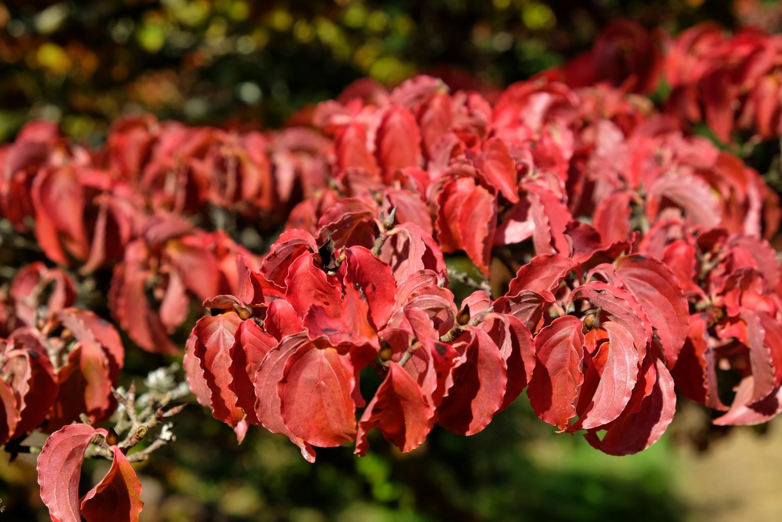 dereń kousa - cornus kousa - liście przebarwione jesienią