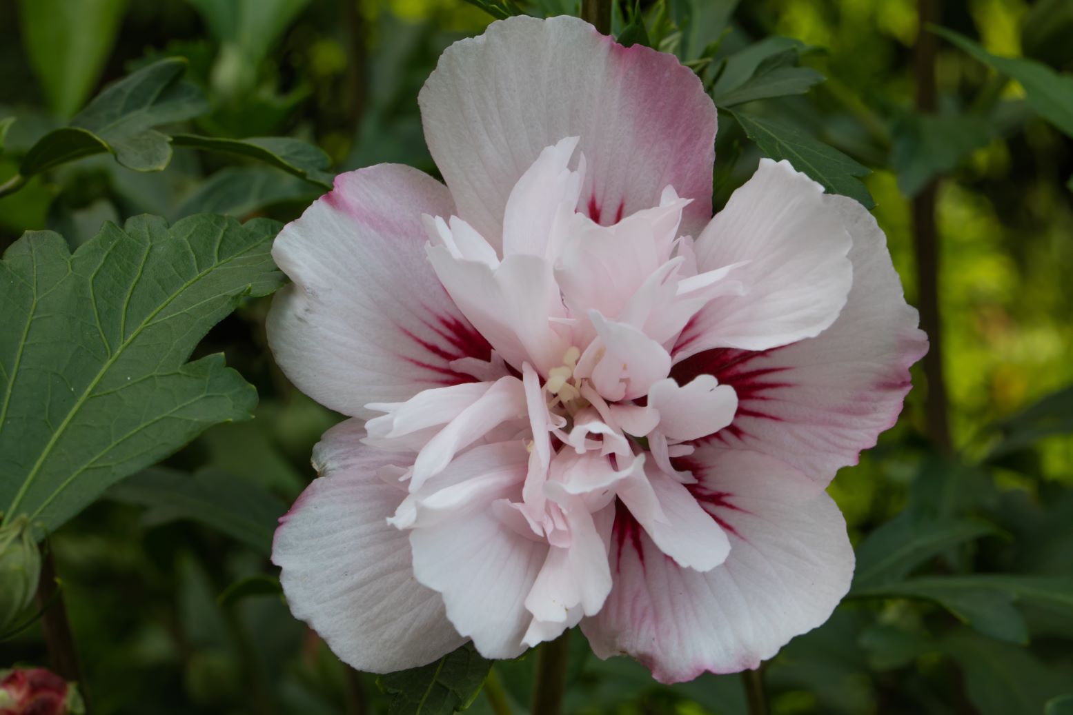 Ketmia syryjska - Hibiscus syriacus - odmiana Lady Stanley