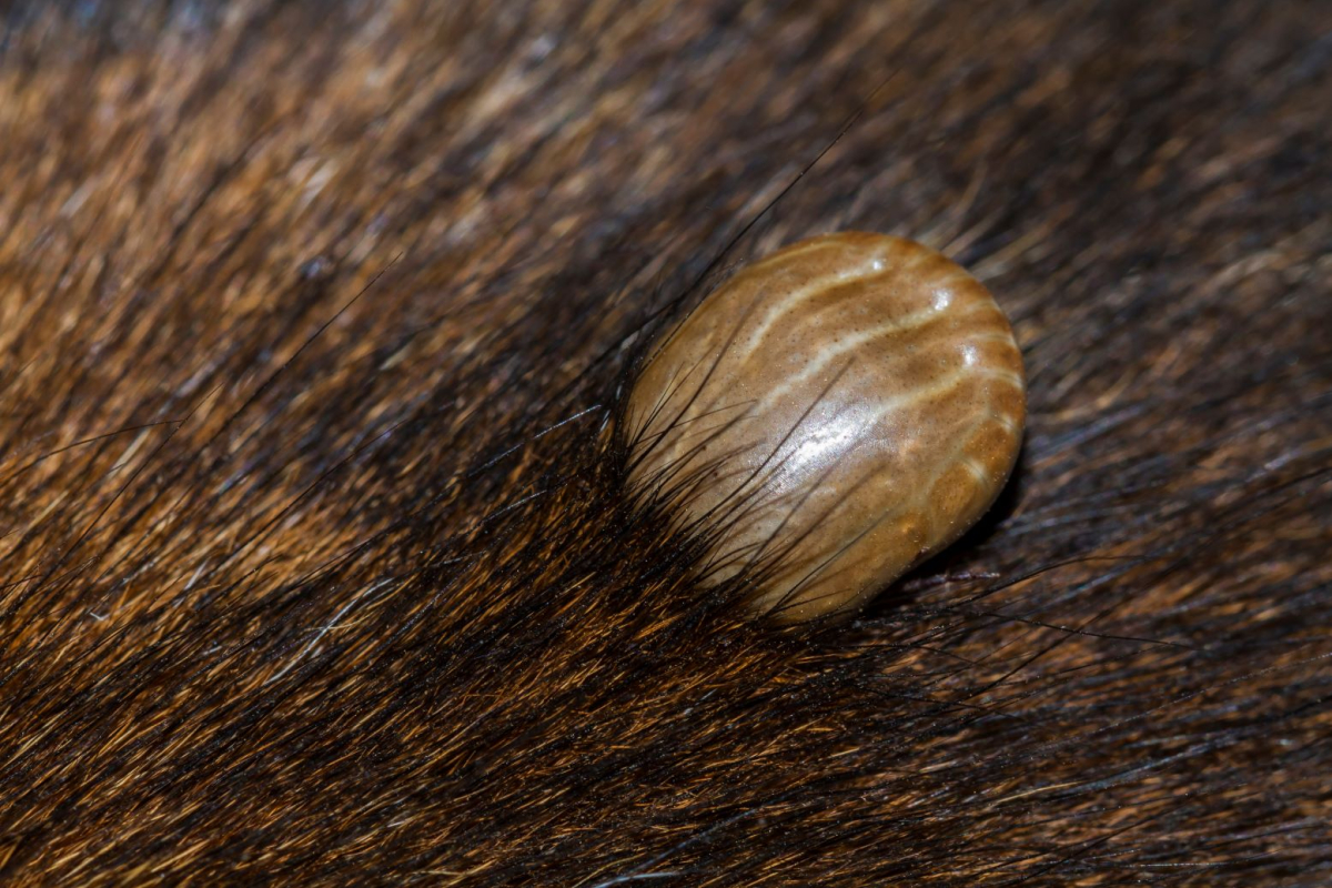 Brązowy kleszcz psi (Rhipicephalus sanguineus)