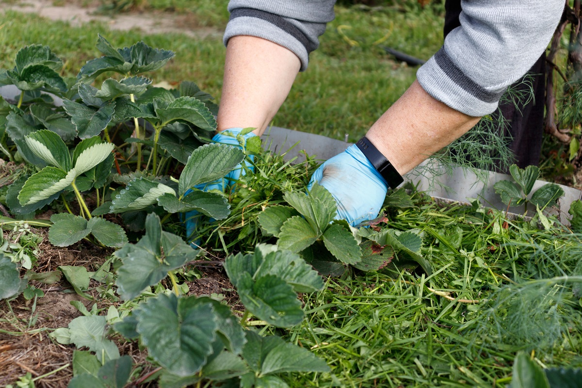 trawa po koszeniu trawnika sucha ściółkowanie ściółka