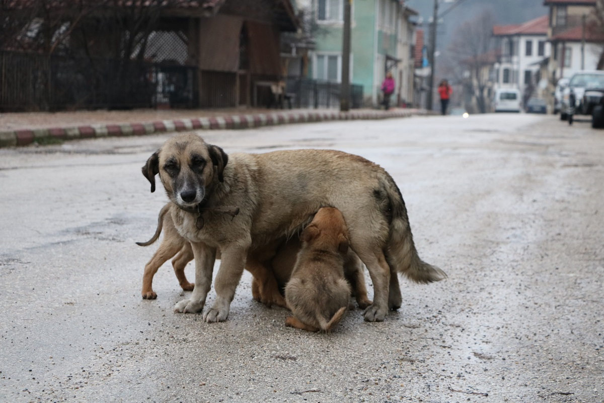 Polacy płacą podwójnie na bezdomne zwierzęta