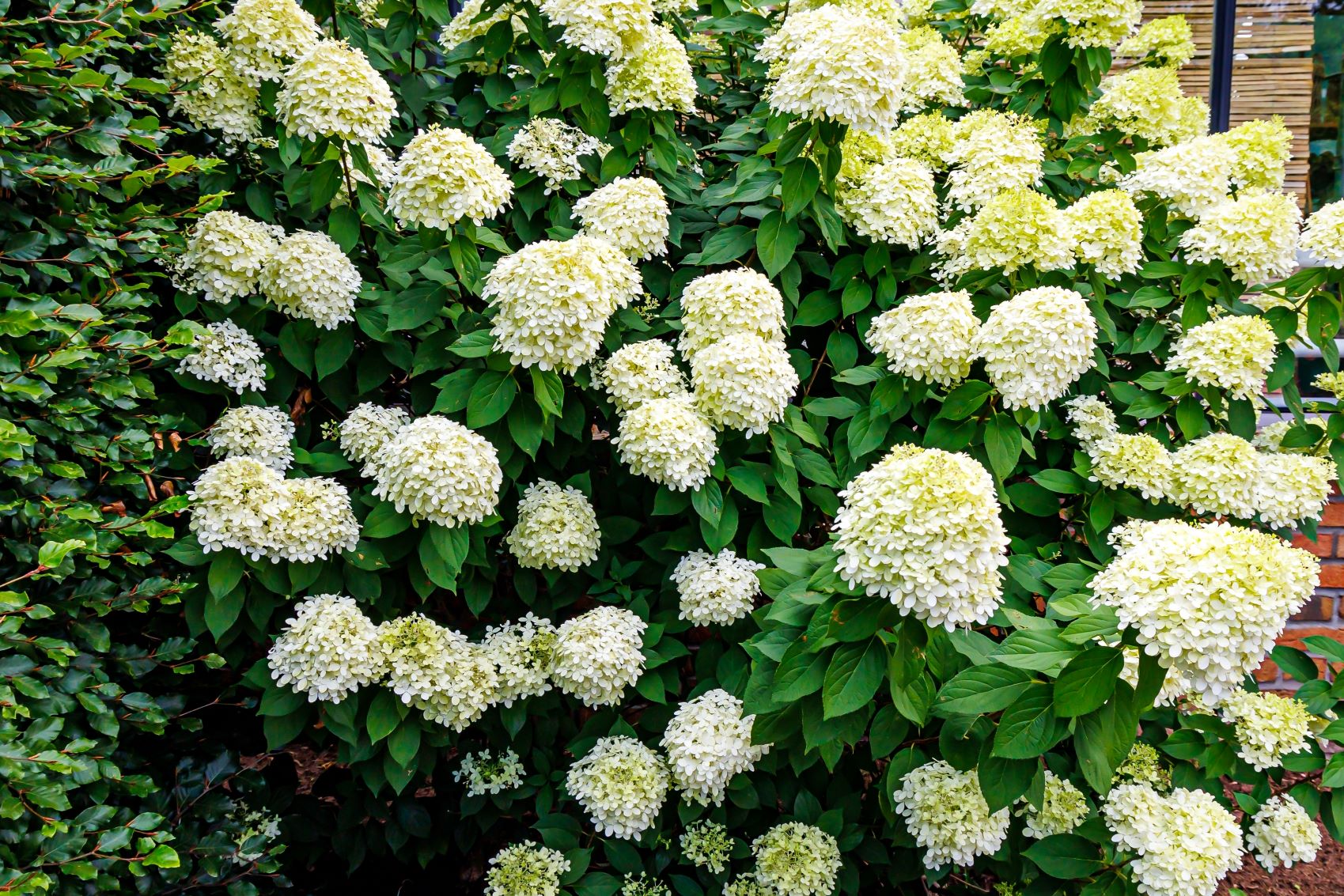 Hydrangea paniculata - hortensja bukietowa - odmiana Limelight